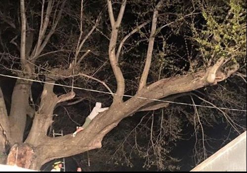 A sunat la urgențe să-și salveze animalul din copac. Credeau că-i o pisică, dar șoc... E uriaș!