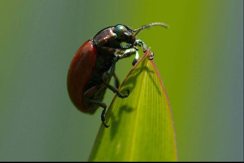 Un produs de cosmetică folosit de secole de către femei conține... gândaci. Îl mai folosești?