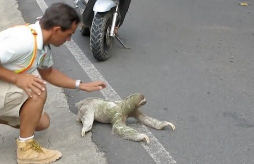 ULUITOR! A găsit această creatură pe marginea drumului. A luat-o acasă. În ce s-a transformat