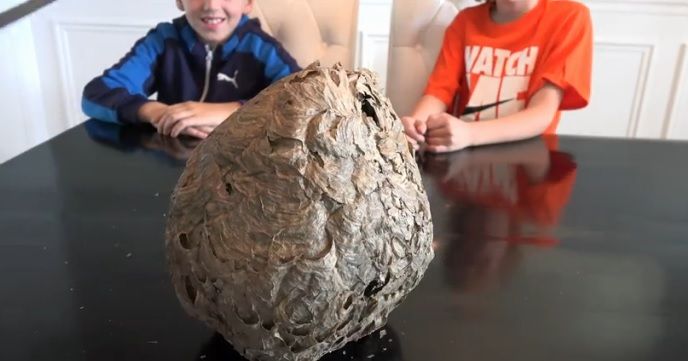 Au găsit un stup de viespe. L-au tăiat în două! Ce au descoperit în interiorul lui e fascinant