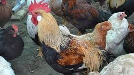 BANCUL ZILEI. Ion merge la piaţă să vândă un cocoş