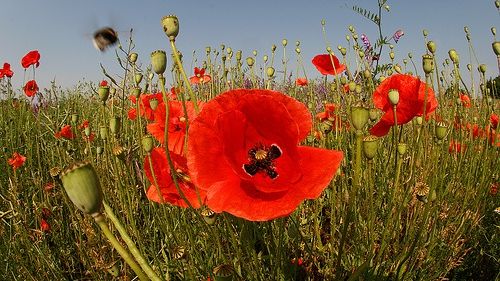 Siropul din flori de mac vindecă o mulţime de boli. Iată cum se prepară