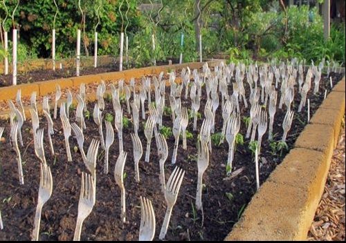 S-a dus în grădină și a înfipt furculițele cu dinții în sus. Motivul e uluitor! E cel mai tare truc