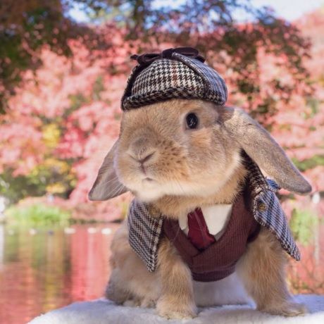 Cel mai elegant iepure din lume. PuiPui face spectacol în patru lăbuţe