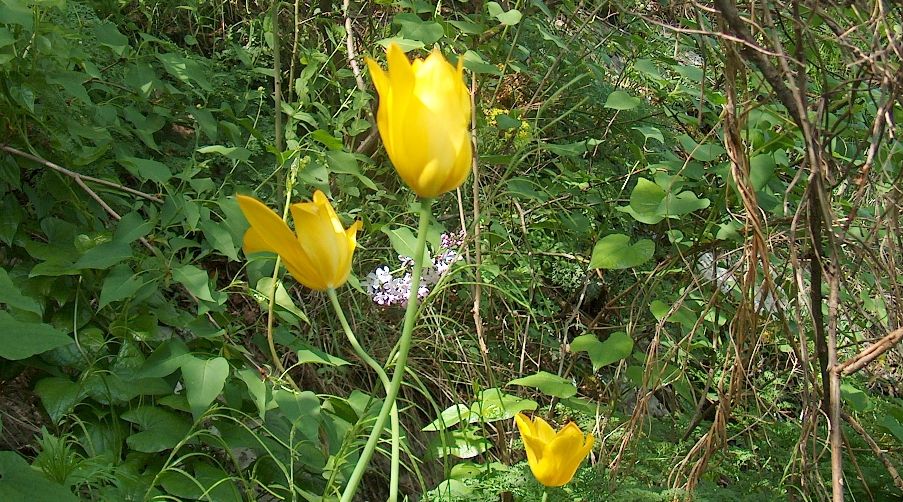 A înflorit laleaua galbenă, specie unică în lume 