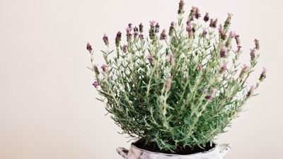 Plata-minune care vindecă 100 de boli şi previne cancerul