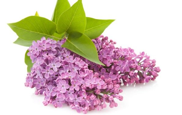 Tratamente naturiste cu flori şi frunze de liliac. Vindecă sute de boli