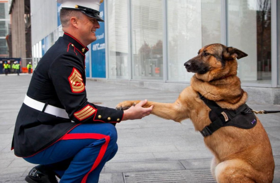 Lucca, patrupedul devenit erou. Povestea emoţionantă din spatele acestei poze