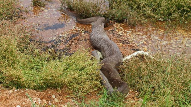 Singurul caz dovedit al unui om înghițit de șarpe este cu adevărat înspăimântător