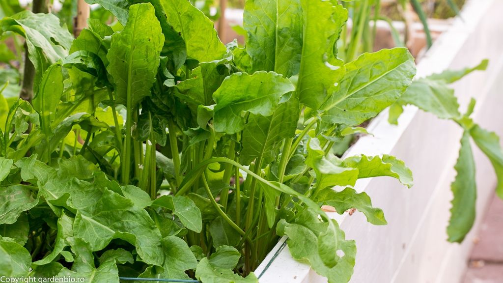 Planta care tratează guşa tiroidiană. Toţi românii ar trebui să o consume