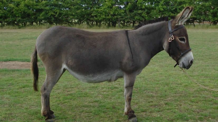 Metodă șocantă de sinucidere în Argeș. S-a spânzurat de un măgar. Ce s-a întâmplat