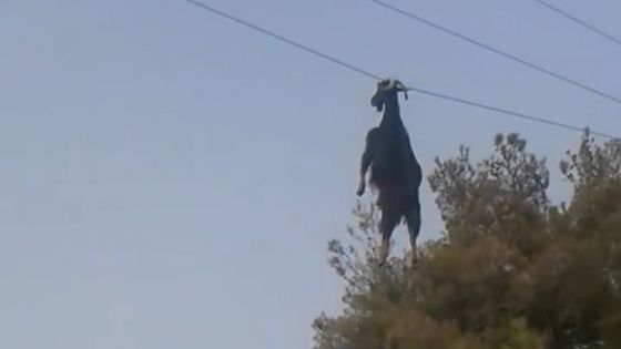 Ce s-a întâmplat imediat după ce au surprins această imagine neobișnuită