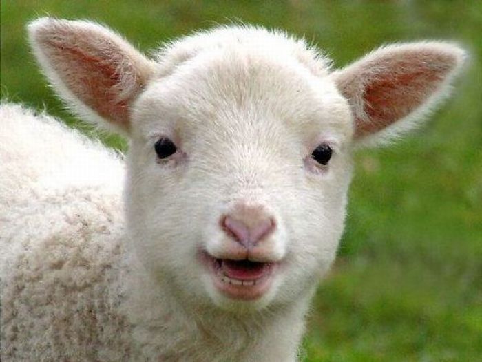 Vreți să cumpărați miel de Paște? Uitați-vă atent la dinții lui! 