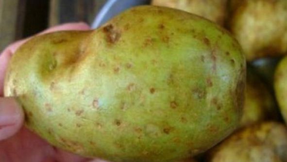 Observi aşa ceva pe cartofi? Aruncă-i imediat! Îţi vei salva viaţă!