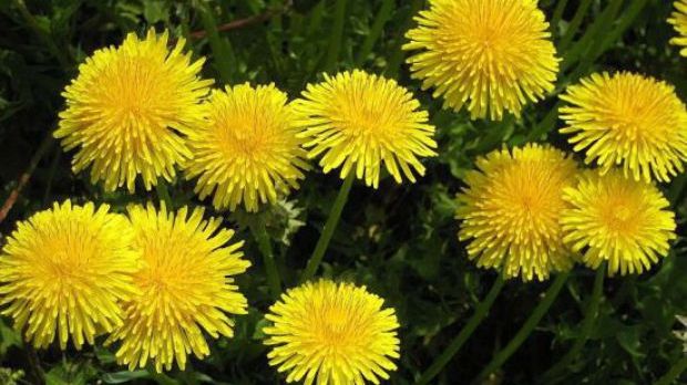 Sănătate din natură. Siropul care face minuni pentru ficat și digestie. Se prepară foarte ușor, dintr-o plantă banală, la îndemâna oricui