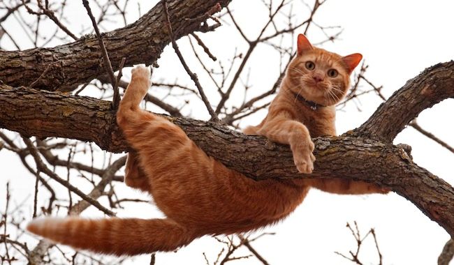O pisică a sărit de la 18 m şi a supravieţuit. Dacă pica de la 12 m, nu avea nici şansă. De ce?