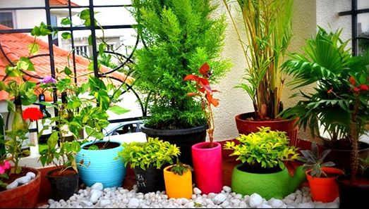 Planta care poate înlocui cu succes antibioticele. Este des întâlnită în apartamentele oamenilor