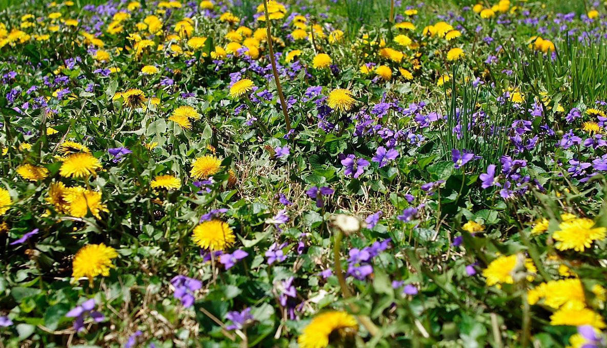 Cum va fi vremea în lunile MAI, IUNIE şi IULIE. Când vine canicula