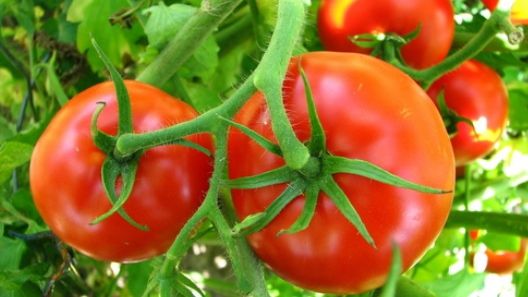 Cum alegi roşiile sănătoase