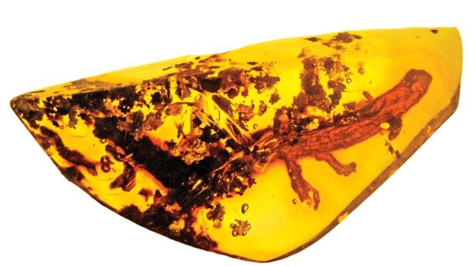 A găsit un chihlimbar şi când l-a examinat mai atent a înlemnit. Este unica creatură găsită vreodată