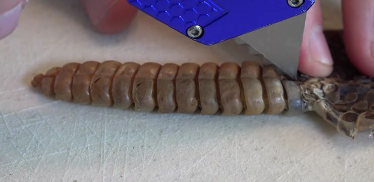 Au tăiat coada unui şarpe cu clopoţei, dar au înlemnit când au văzut ce era înăuntru! Înfiorător!