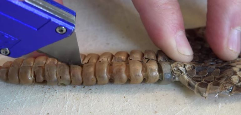 Au tăiat coada unui şarpe cu clopoţei, dar au înlemnit când au văzut ce era înăuntru! Înfiorător!