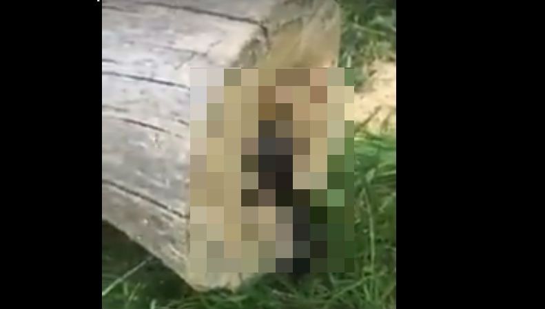 A tăiat un copac și a găsit o surpriză șocantă înăuntrul trunchiului: era viu, se zbătea. Dar ce e?