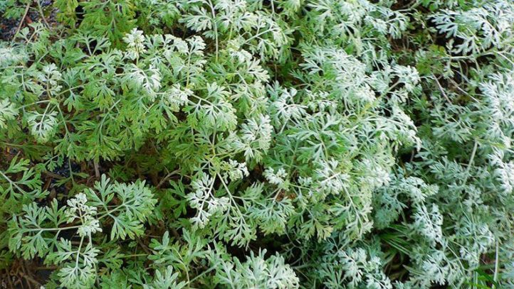 Oamenii de știință au descoperit planta care poate ucide 98% din celulele canceroase în 16 ore 