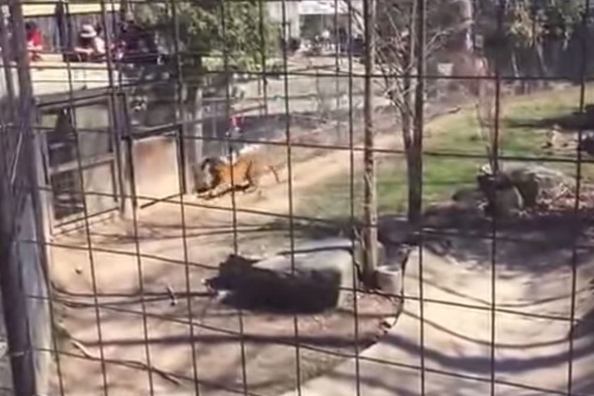A sărit în cușca tigrului la zoo să-și recupereze pălăria luată de vânt. Ce a urmat e îngrozitor