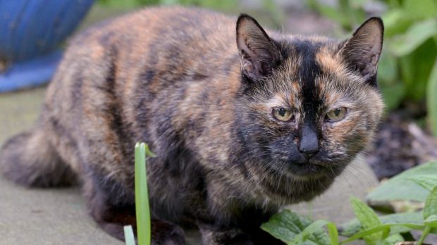 O pisică a fost refuzată de zeci de mii de persoane. Tilly nu a convins pe nimeni să o ia acasă