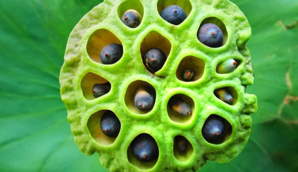 Priviţi această imagine şi simţiţi frică sau repulsie? Ce este Tripofobia