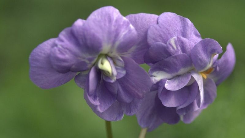 Cele mai frumoase plante rezistente la întuneric. Cum trebuie îngrijite corect