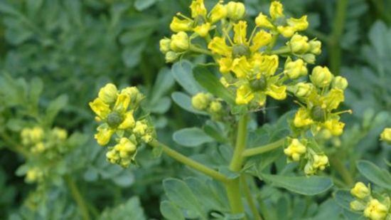 Multă lume o consideră o simplă buruiană, însă această plantă poate distruge celulele canceroase