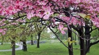 Vreme de VARĂ! De marţi, începe! Prognoza meteo pe trei zile