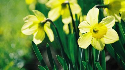 PROGNOZA METEO. Cum va fi vremea de Florii