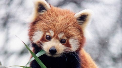 Au găsit un pui de vulpe. L-au dus acasă. Peste un an s-au SPERIAT. Ce animal era, de fapt