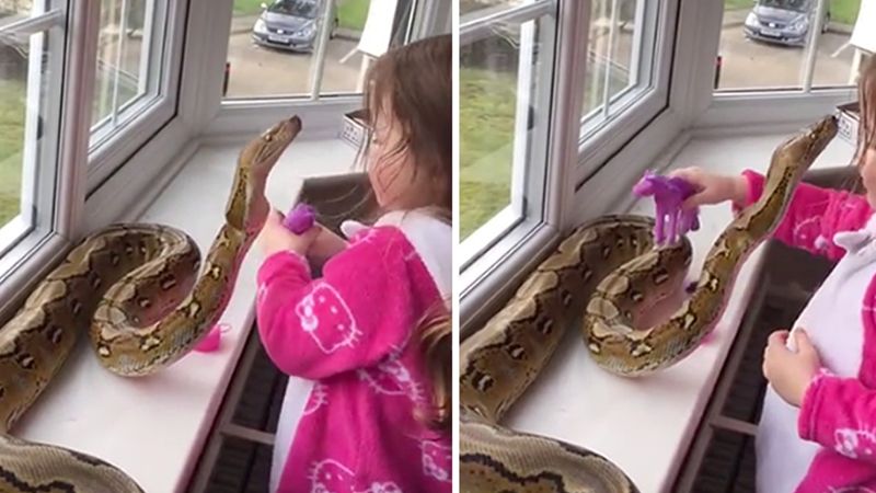 Părinţii i-au cumpărat unei fetiţe de 3 ani un piton. Micuţa a pus mâna pe el. E ŞOCANT ce a urmat