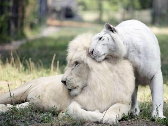 ULUITOR! La ZOO au împerecheat o femelă-tigru cu un leu.Cum arată corciturile. Oamenii s-au îmbulzit