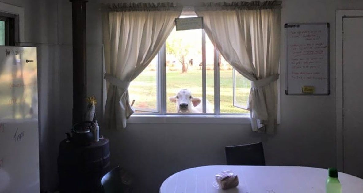 A văzut că vaca se holba la el pe fereastră. Nu s-a putut opri din râs când animalul a început să...