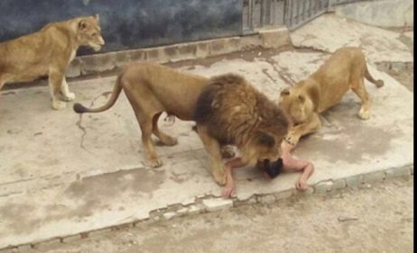 Un bărbat a vrut să se sinucidă şi s-a aruncat în cuşca leilor. Ce a urmat e INCREDIBIL