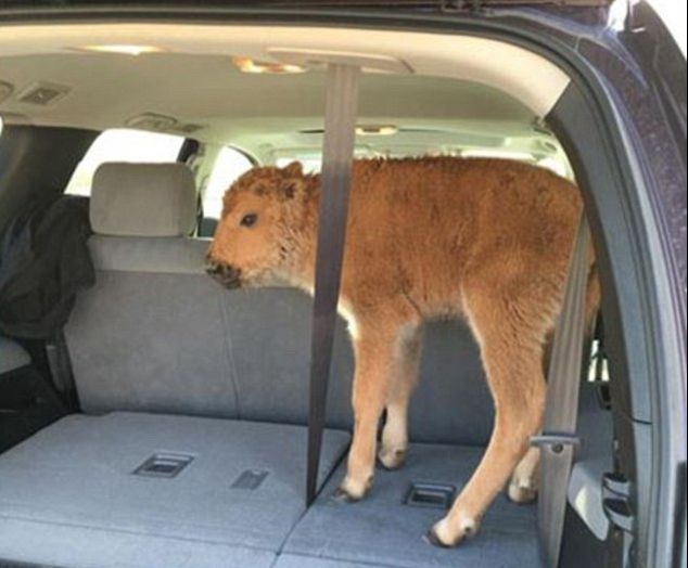 Au vrut să salveze puiul de frig și l-au băgat în mașină. Mama l-a respins apoi. Ce a urmat e șocant