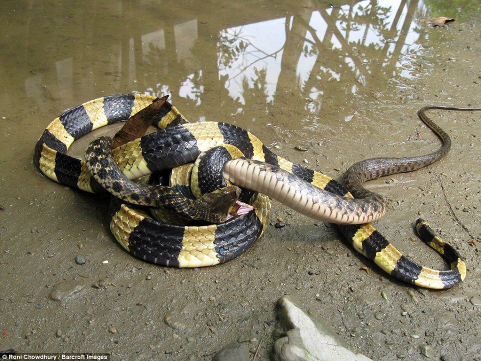 Luptă incredibilă între șerpi veninoși. Ce se întâmplă. Nu oricine poate privi imaginile