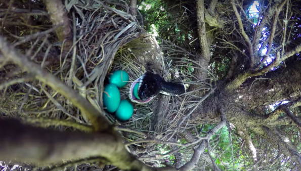 Un şarpe a dat năvală într-un cuib după ce a plecat pasărea. Ce a urmat e şocant