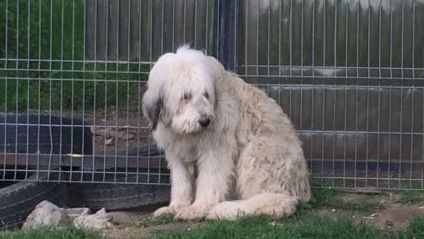 Hachiko de Dolj, câinele care, de 5 ani, stă lipit de gardul porţii şi îşi aşteaptă stăpânul mort