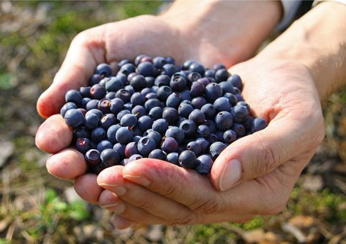 Singurul fruct care te ajută să slăbeşti rapid şi fără niciun efort