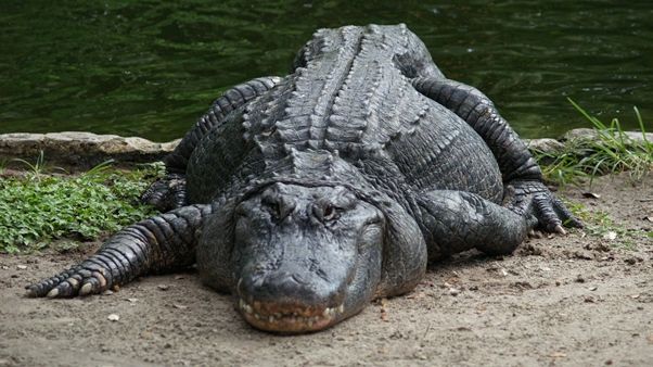 "Un crocodil m-a prins". Ultimele cuvinte ale unei femei, înainte să dispară sub apă. Ce a urmat