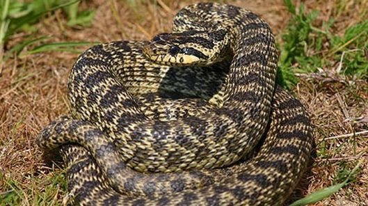 Balaurul dobrogean: cel mai mare şarpe din România