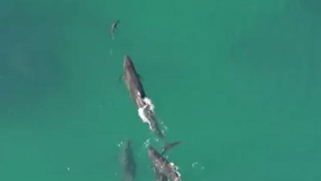 VIDEO INCREDIBIL. Mai multe balene urmăresc un rechin. Una îl prinde şi ... s-a terminat cu el