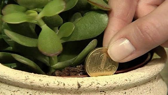 Vrei să te îmbogățești repede? Planta Feng-Shui care-ți aduce bani în casă