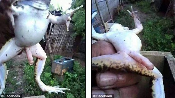 Fotografiile care au încins Internetul! Ce secret teribil ascunde broscoiul din imagine? 